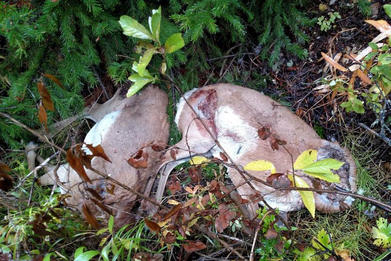 Deer Illegally Killed