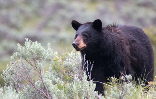 Black Bear
