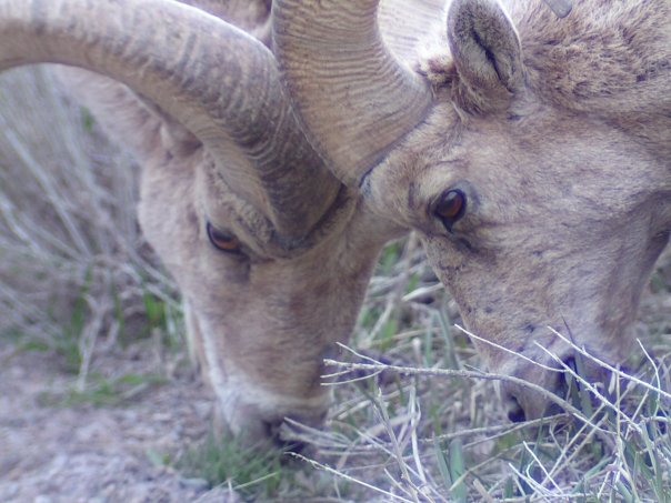 bighorn sheep