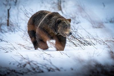 Yellowstone Grizzly Bear