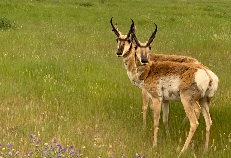 Pronghorn