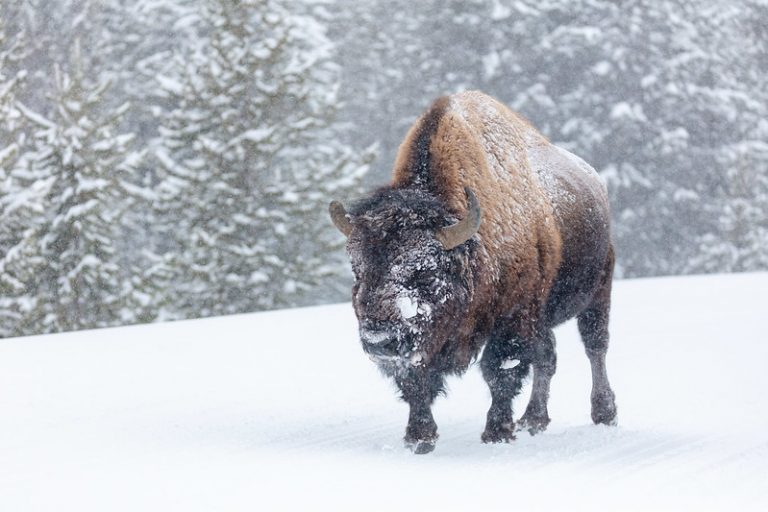 Bison
