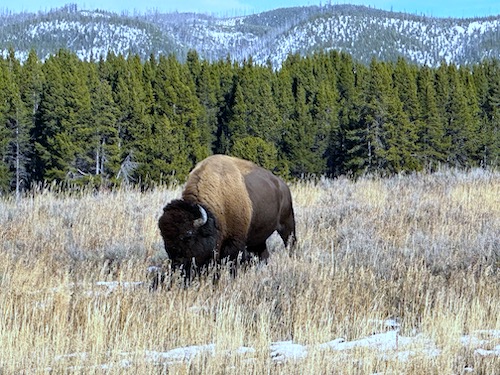 Bison Yellowstone