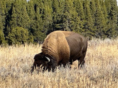 Bison