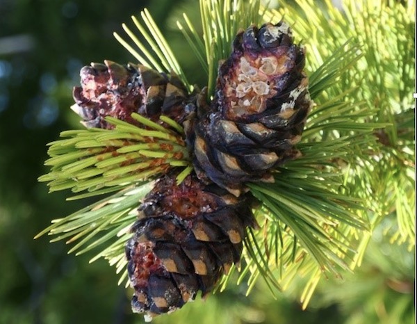 Whitebark Pine listed